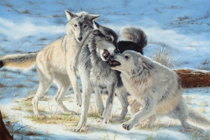 Mary Lou Pape American Plains Artists Plainsmen award winner and best plains wildlife award 3 wolves in snow titled Greetings