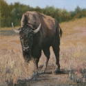 Lundeen, Carol Before the Spring - Cow BisonOil 16x16