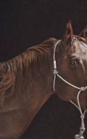 Mueller Dick Shoofly&amp;#039;s Horse Colored Pencil 16x13