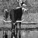 Best Plains Life $200 Linda Kay Mayfield Reflection