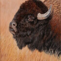 Roush, Cheryl Eye of the Buffalo Oil 8x10 $725.