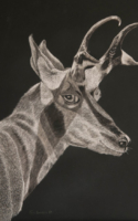 Samson Tom Pronghorn Scratchboard 12x16 $1,600.