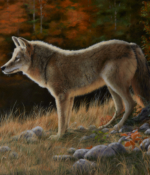 Pape, Mary Lou November Coyote 20 x 24 Oil $3000