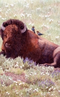 Keown, Joy Buffalo Birds 13x17 Watercolor $1000