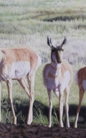 Nistler, Eileen Wyoming Pronghorn 14x24 colored pencil $5000