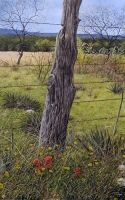 Voges, Lloyd A Wildflower Post 20 x 16 Oil $3100