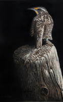 Samson, Tom A State Bird 16x13 Scratchboard $3600