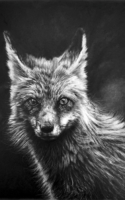 Hess, J.R. Standing Fox 17x14 Pencil $1600