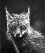 Hess, J.R. Standing Fox 17x14 Pencil $1600