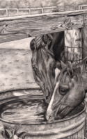 Vicki Cheek graphite drawing horses drinking out of barrel trough American Plains Artists