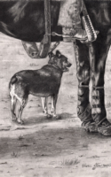 Vicki Cheek graphite drawing of a dog and horse American Plains Artists