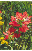 Mary Lambeth watercolor painting of red and yellow wildflowers American Plains Artists