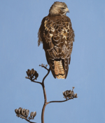 Anne Peyton acrylic painting hawk American Palins Artists