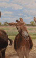 Cheryl Roush oil painting three donkeys American Plains Artists