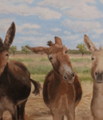 Cheryl Roush oil painting three donkeys American Plains Artists