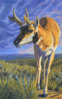 Carol Ann Welch oil painting antelope on prairie at sunset American Plains Artists