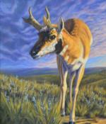 Carol Ann Welch oil painting antelope on prairie at sunset American Plains Artists