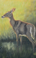 Carol Ann Welch oil painting doe deer standing in water American Plains Artists