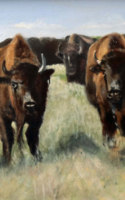 Bennie Woods oil painting buffalo bison oil painting American Plains Artists